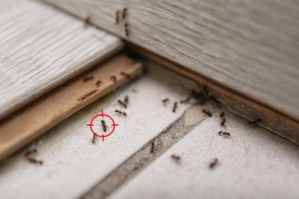 Best Pest Prevention Services  in Oakboro, NC