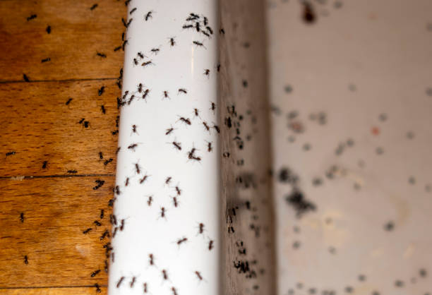 Best Pest Control Near Me  in Oakboro, NC